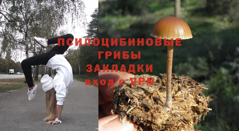 Псилоцибиновые грибы MAGIC MUSHROOMS  darknet Telegram  Ковылкино 